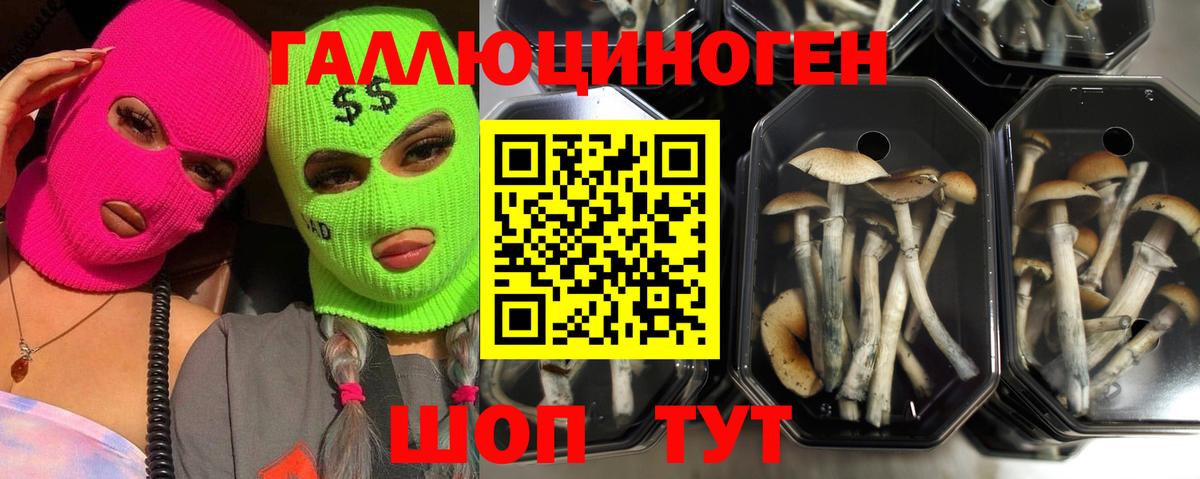 Псилоцибиновые грибы Cubensis  Галлюциногенные грибы Psilocybe  Вход с VPN  Мичуринск 